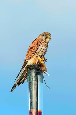 European kestrel.jpg