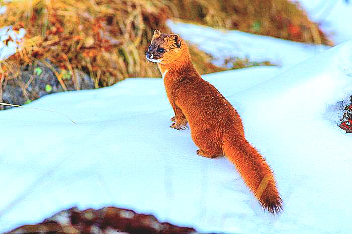 Siberian weasel.jpeg