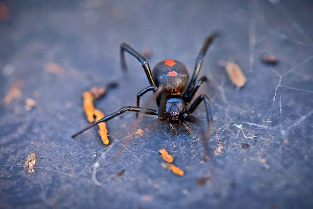 Redback spider.jpg