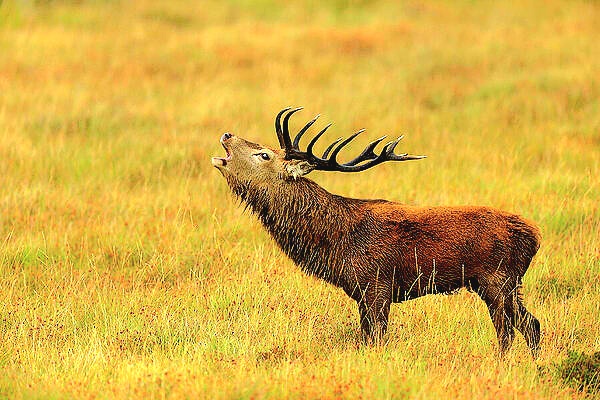 Red deer.jpg