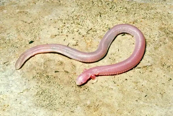 Five-toed worm lizard.jpg