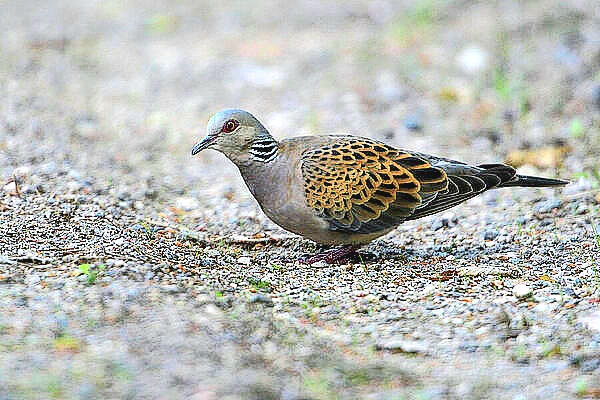 European turtle dove.jpg