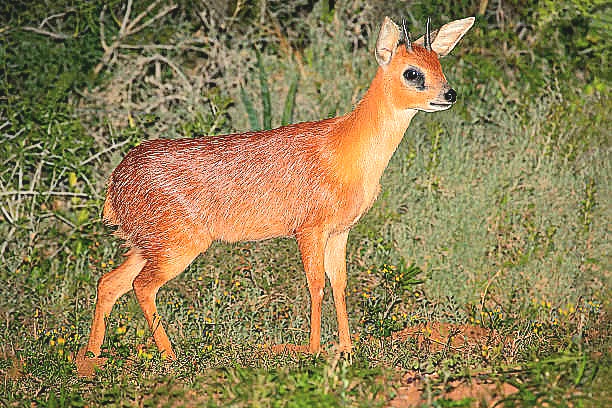 Cape grysbok.jpg