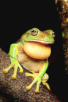 White's tree frog.jpg