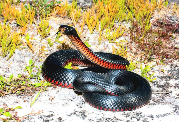 Red-bellied black snake.jpg
