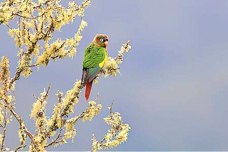 Flame-winged parakeet.jpg