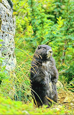Vancouver Island marmot.jpg