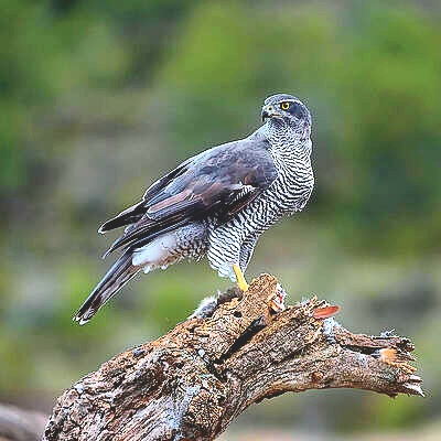 Eurasian goshawk.jpg