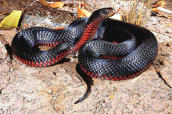 Red-bellied black snake.jpg