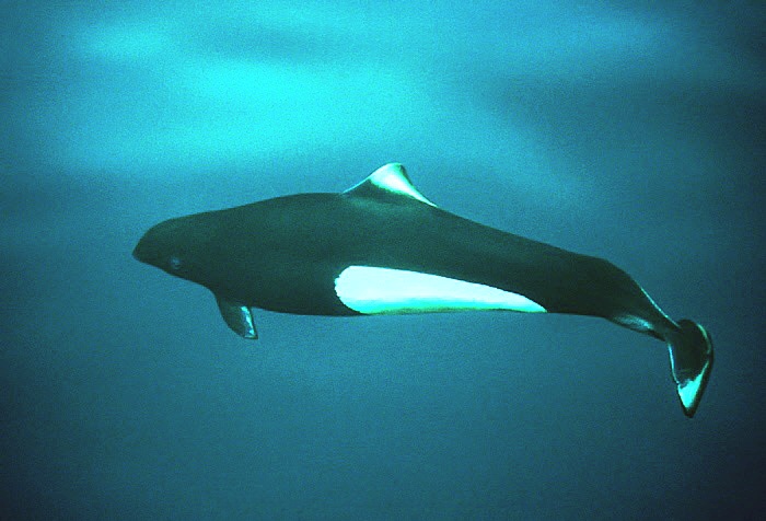 Dall's porpoise.jpeg
