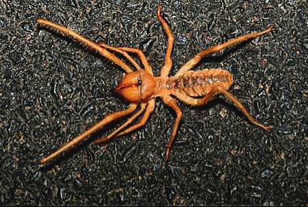 Egyptian giant solpugid.jpg