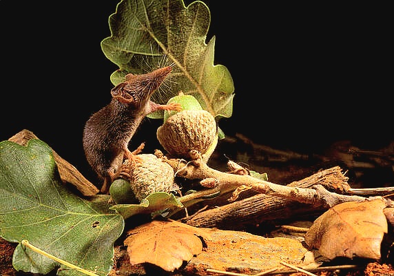 Pygmy white-toothed shrew.jpg