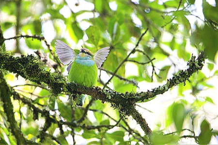 Grauer's broadbill.jpg