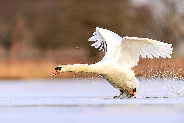 Mute swan.jpg