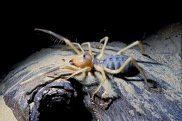 Egyptian giant solpugid.jpg