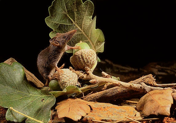 Pygmy white-toothed shrew.jpg