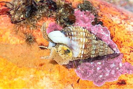 Thick-lipped dog whelk.jpg