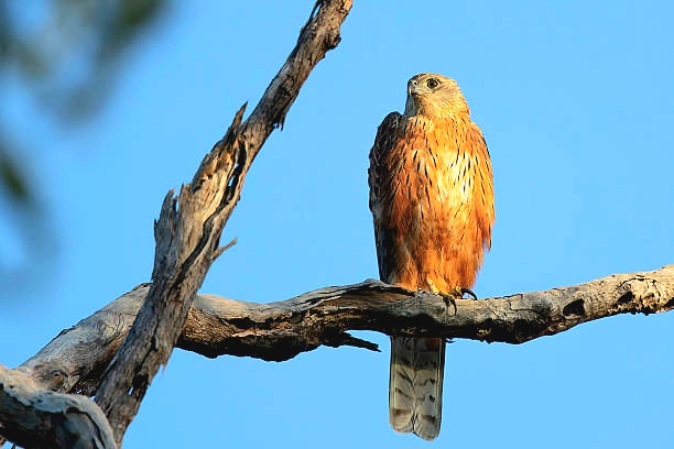 Red goshawk.jpg