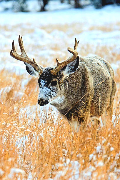 Mule deer.jpg