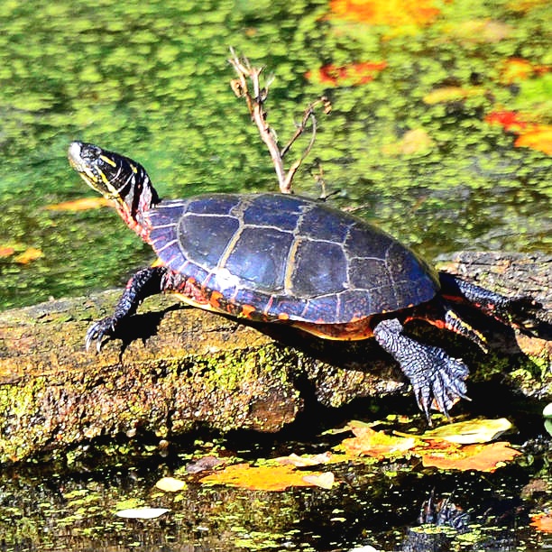 Painted turtle.jpg