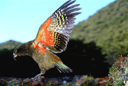 Kea.jpg
