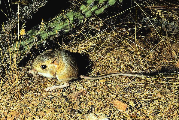Merriam's kangaroo rat.jpg