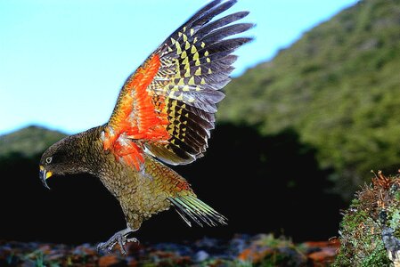 Kea.jpg