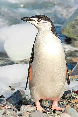 Chinstrap penguin.jpg
