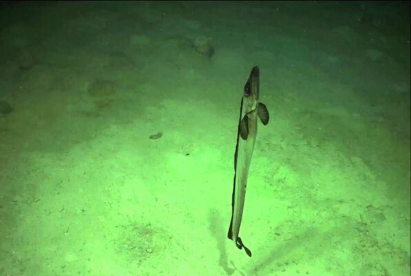 Black scabbardfish.jpg