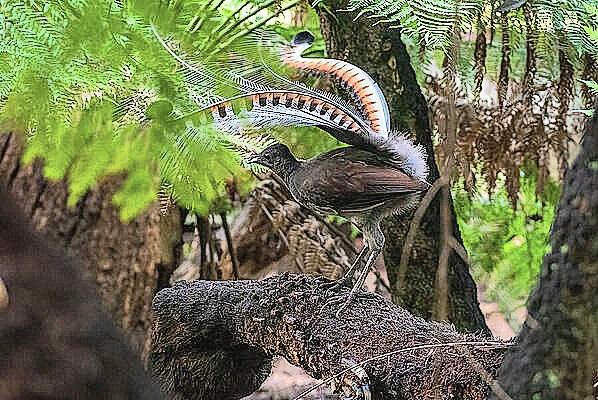 Superb lyrebird.jpg