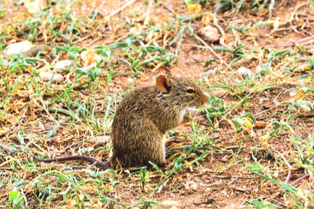 Greater cane rat.jpg