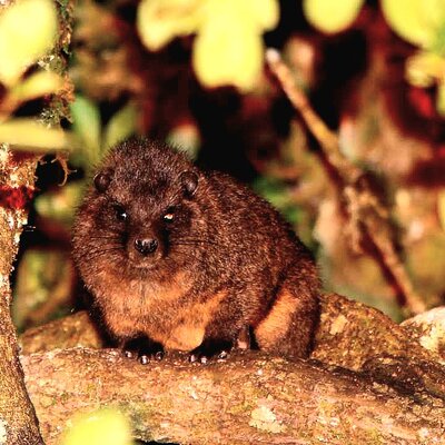 Eastern tree hyrax.jpg