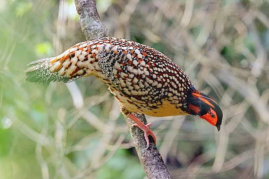 Cabot's tragopan.jpg