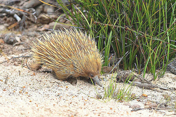 Short-nosed echidna.jpg