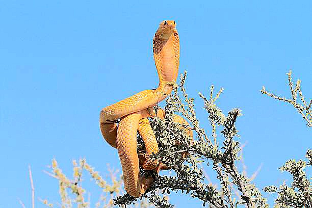 Cape cobra.jpg