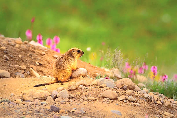 Long-tailed marmot.jpg