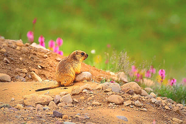 Long-tailed marmot.jpg