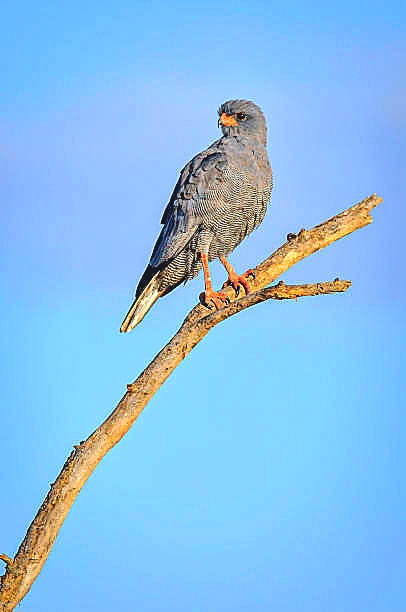 Dark chanting goshawk.jpg