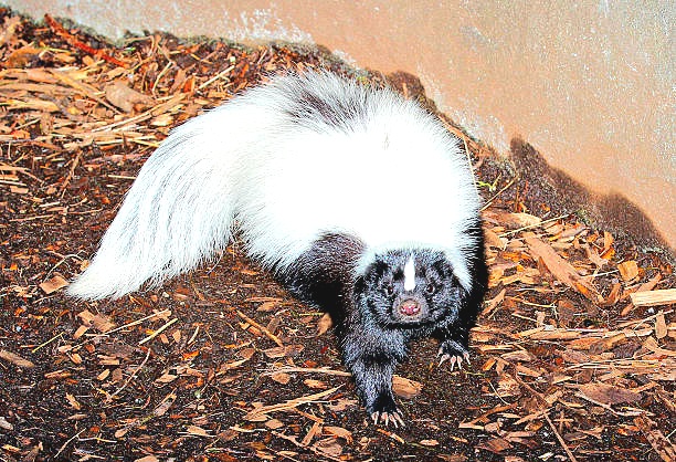 Western hog-nosed skunk.jpg