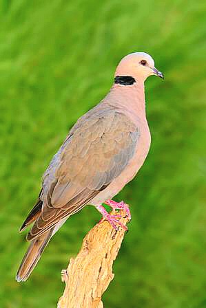 Red-eyed dove.jpg