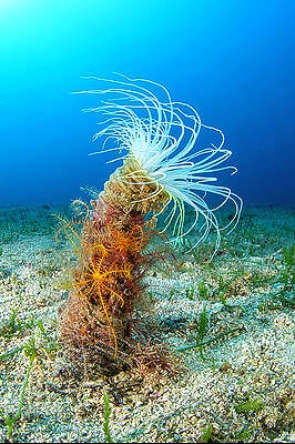 Coloured tube anemone.jpg