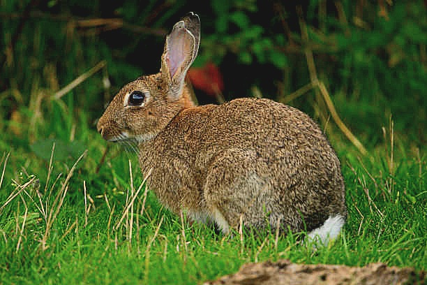 European wild rabbit.jpg