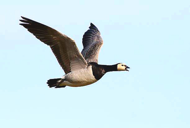 Barnacle goose.jpg