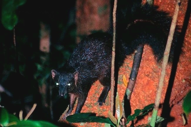 Brown-tailed mongoose.jpg