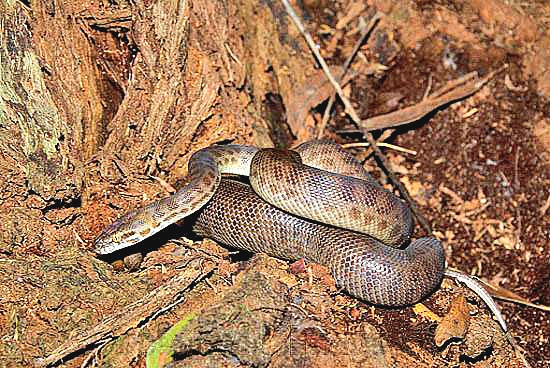 Children's python.jpeg