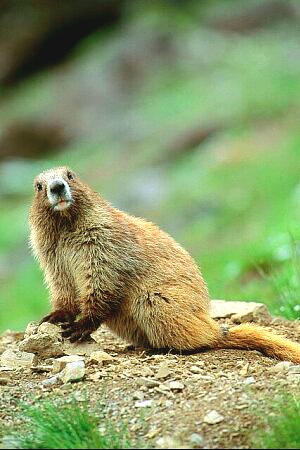 Olympic marmot.jpg