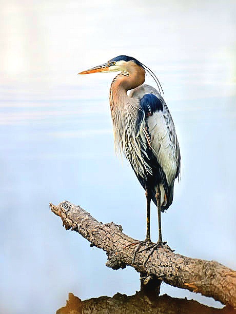 Great blue heron.jpg