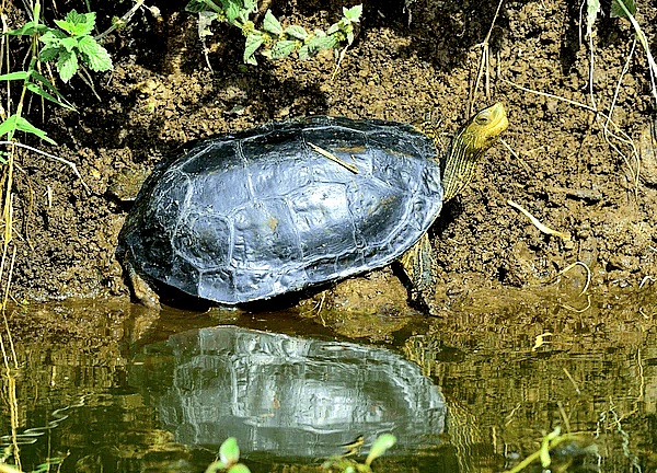 Caspian stripe-necked terrapin.jpg