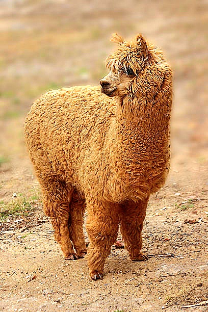 Alpaca.jpg