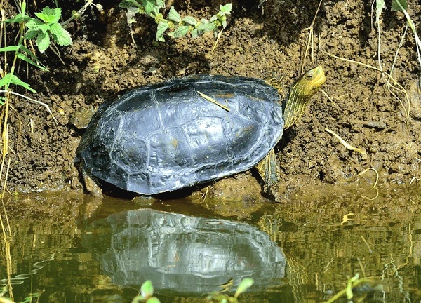 Caspian stripe-necked terrapin.jpg